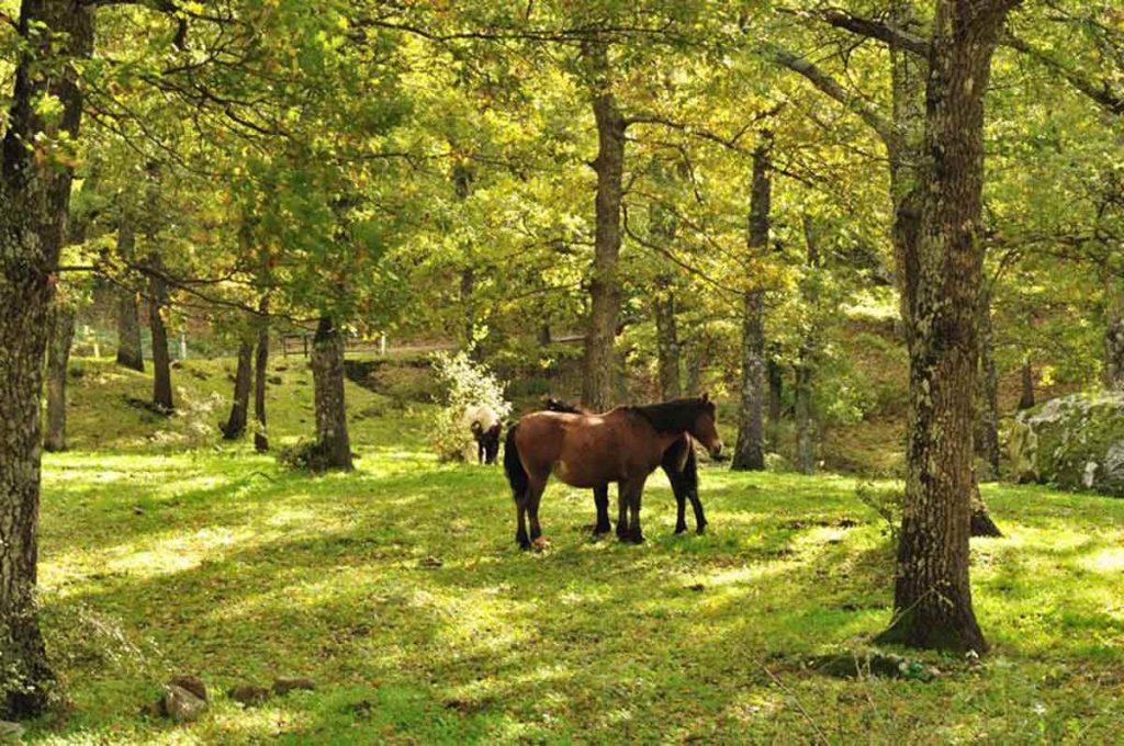 Parco-di-Gallipoli-Cognato-Piccole-Dolomiti-Lucane