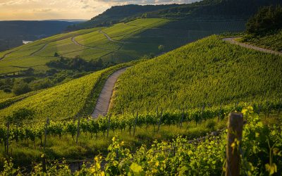 Regiões vinícolas da Itália: descubra os sabores de cada território