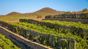 Videiras verticais em formato de árvore- ilha_de_pantelleria